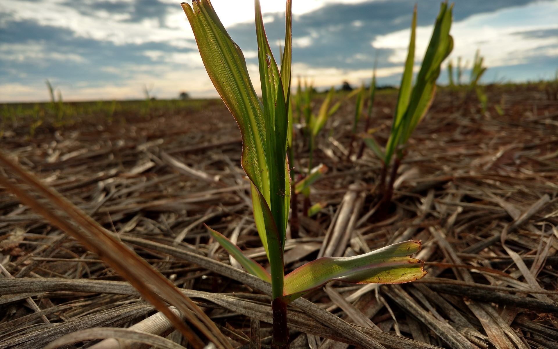 JP Andrade Agropecuaria- slide-2